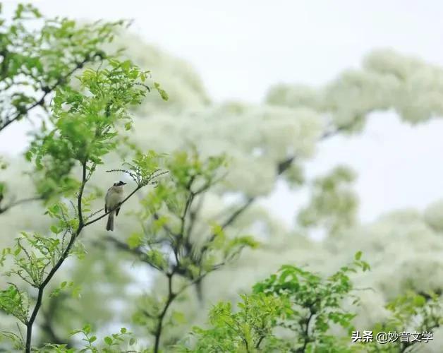 现代爱情诗等你等到头发白●作者：谢云峰（江西）