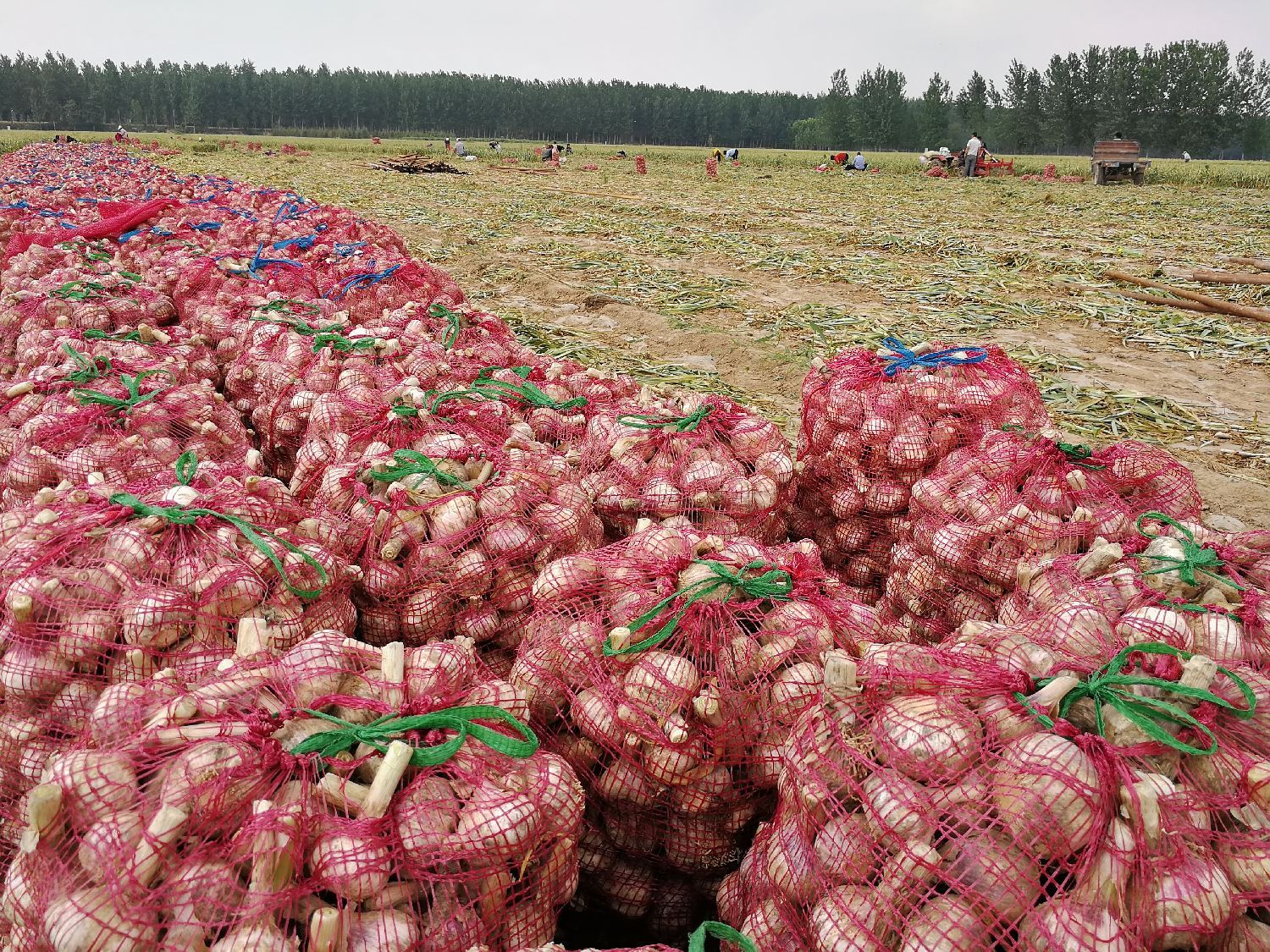 邳州今日大蒜市场价格「今日邳州大蒜价格」
