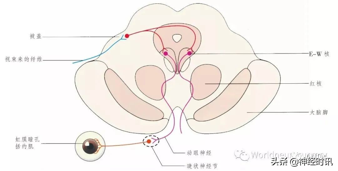 神经元结构图（高中生物神经元结构图）-第7张图片-昕阳网