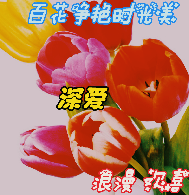 一花一深情：迎春花开，悄然诉说春的私语