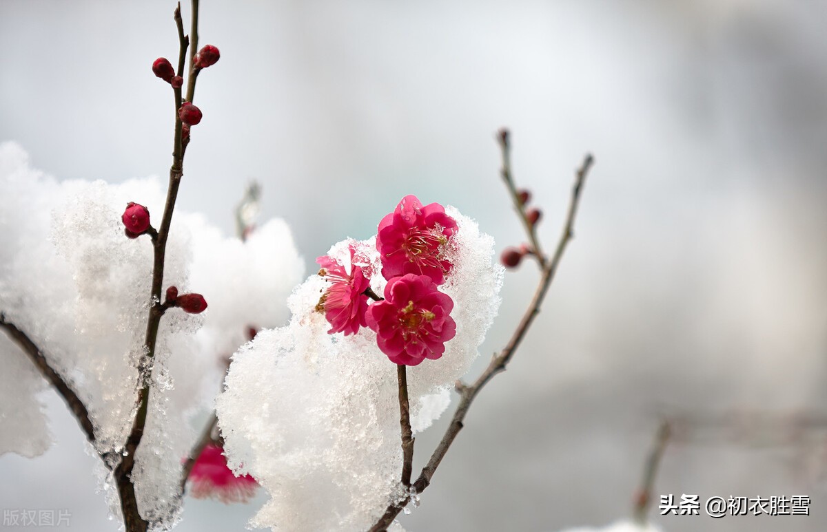 腊雪梅花古诗五首：腊雪连宵接晓飞，梅花静对雪花妍