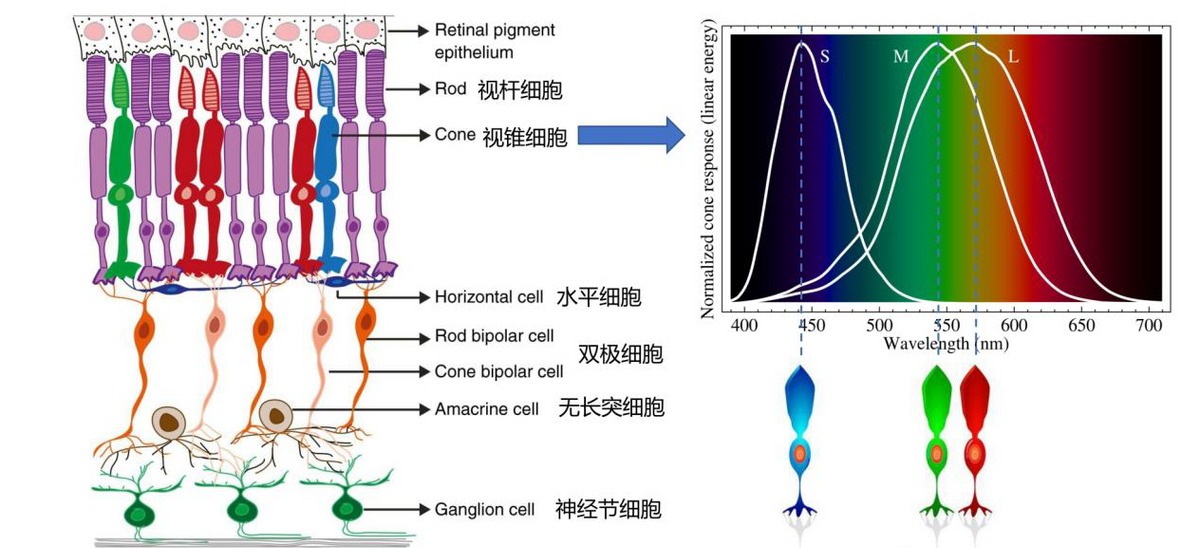 猫眼睛里有一小块透明膜（猫眼睛里有一小块透明膜弄出来了）-第8张图片-科灵网