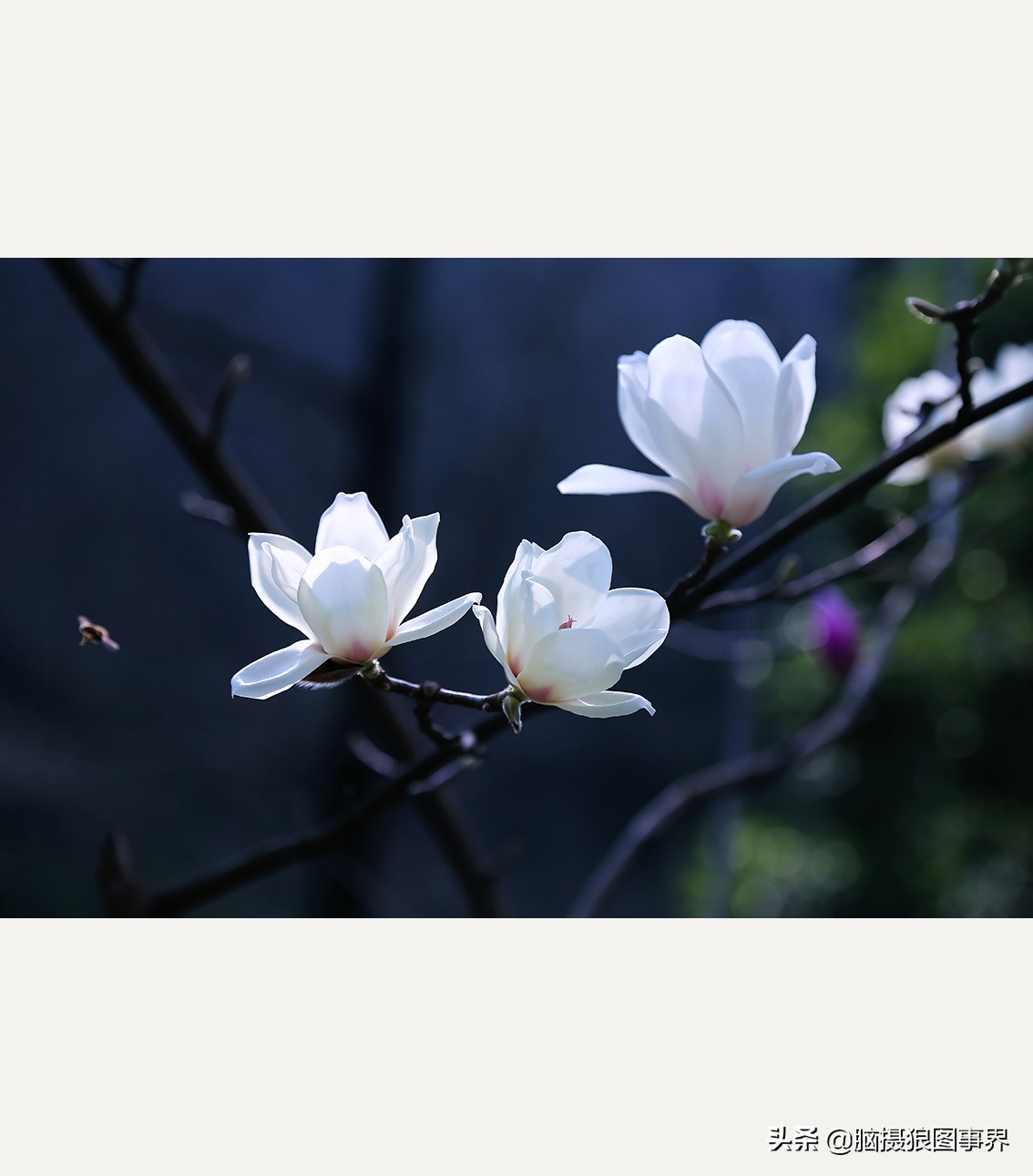 玉蘭花圖片,玉蘭花圖片大全大圖