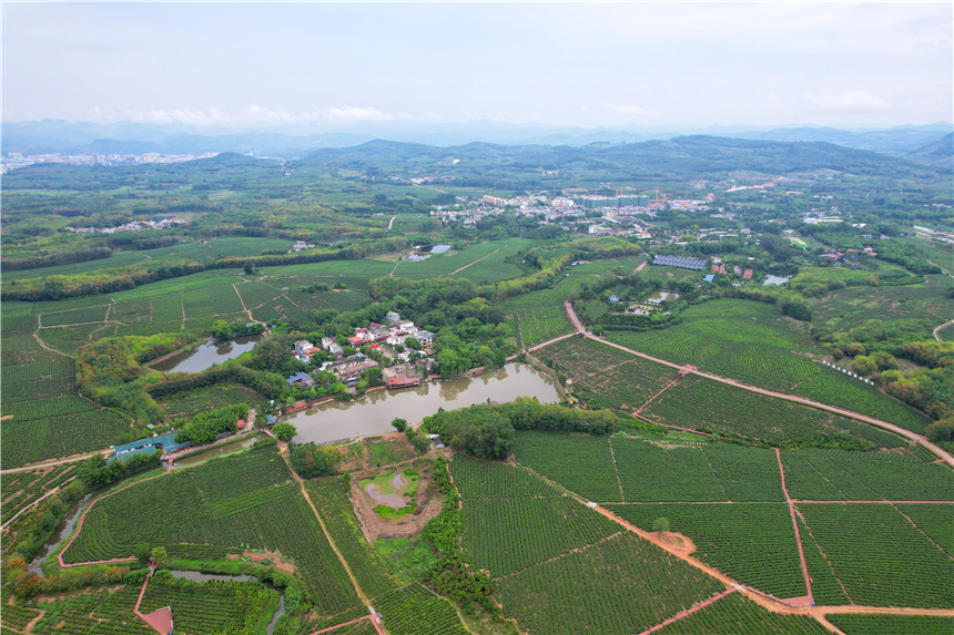 自驾海南，探寻雨林秘境，黎族村落到茶园深处，4天3晚游玩全攻略