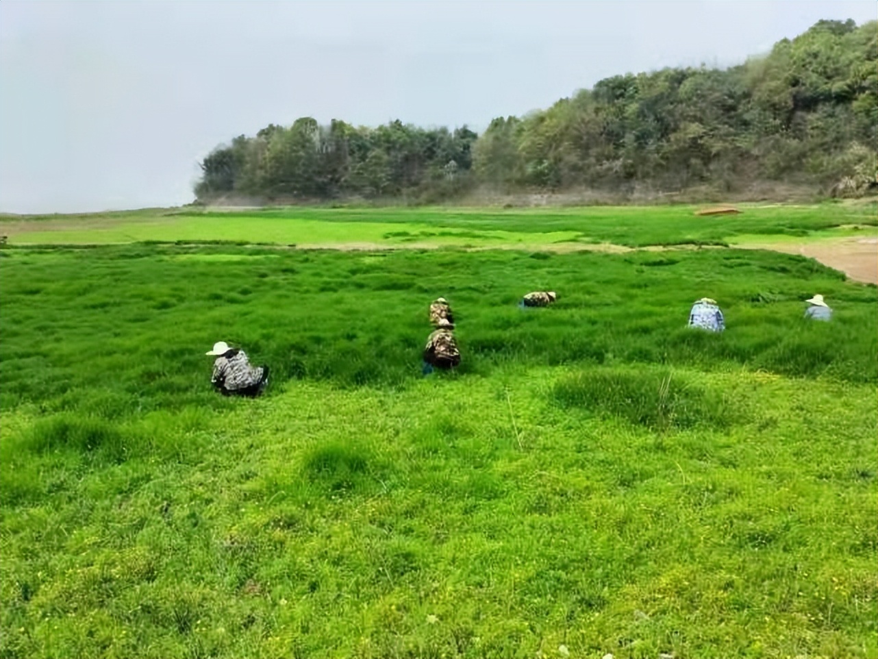 湖北陽新：精準施策 堅決打贏血吸蟲病防治攻堅戰(zhàn)