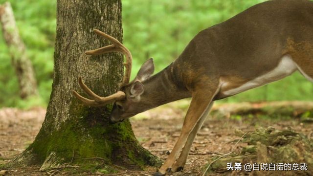 超级血液，器官再生、百毒不侵，这是人们认为它是仙兽真正的原因