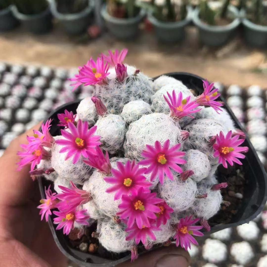 眩美玉87,明日香姬圣诞树88,黄氏火焰88,卡莱主教火焰复色89,姬龙角90