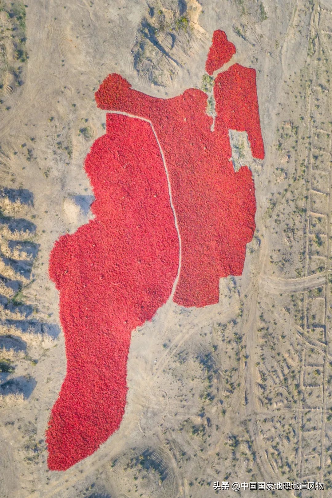 �й���͵����߲˴�ʡ��Ϊʲô�Ǹ��ࣿ