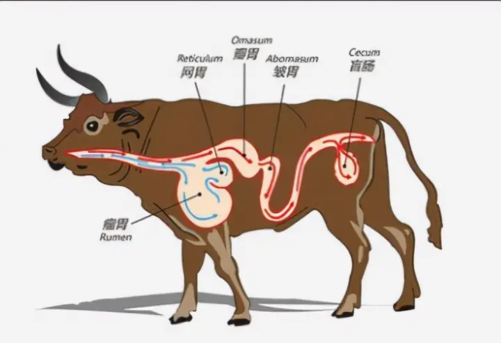 什么是反刍动物，反刍到底是怎么回事