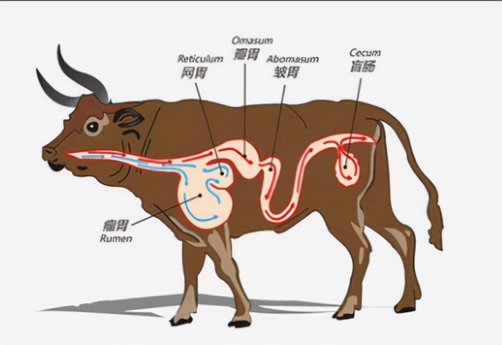 常见的反刍动物有哪些反刍动物是什么意思