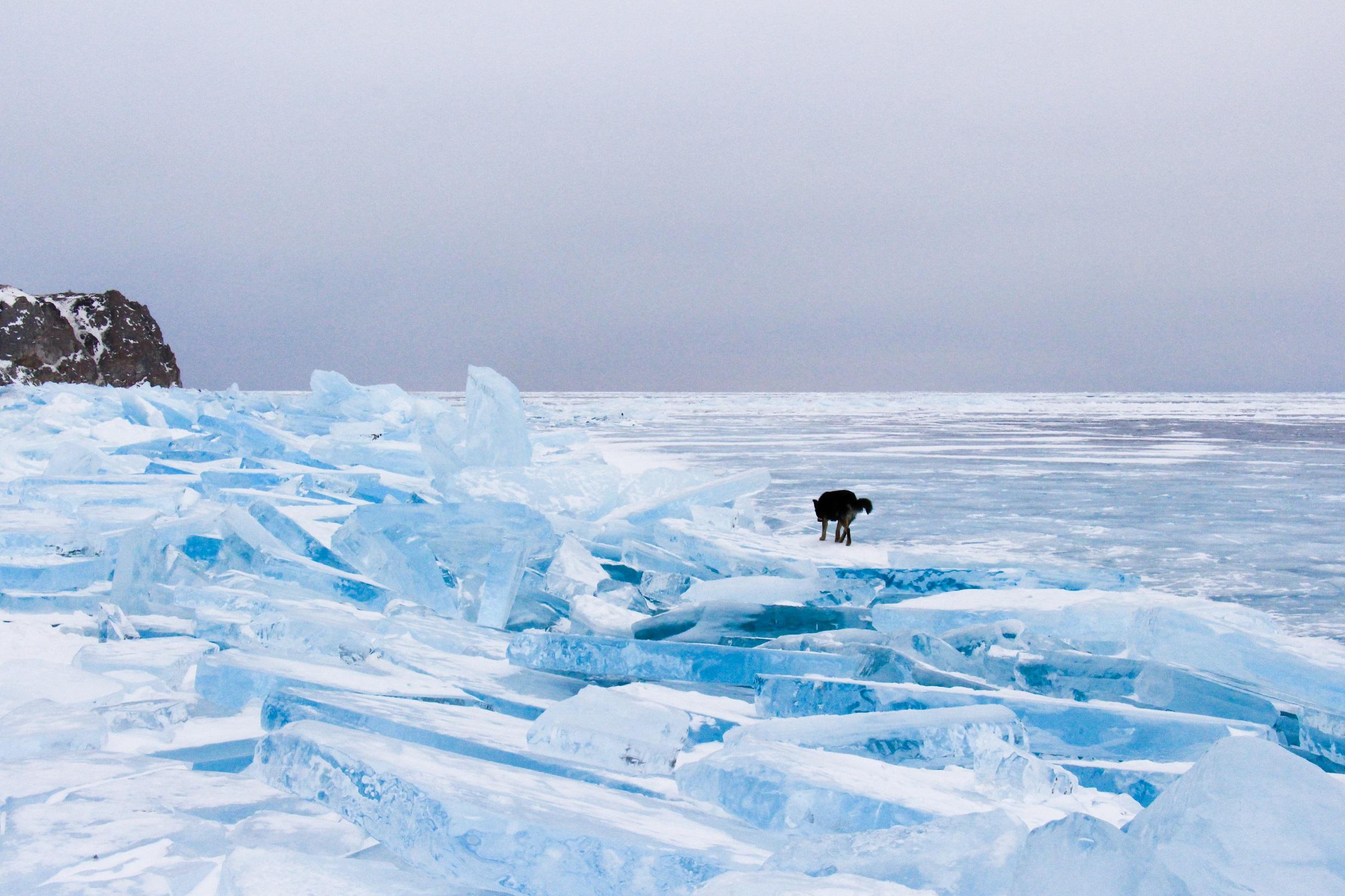 北极再次发现巨型病毒!影响未知,地球再这样下去人类结局如何?