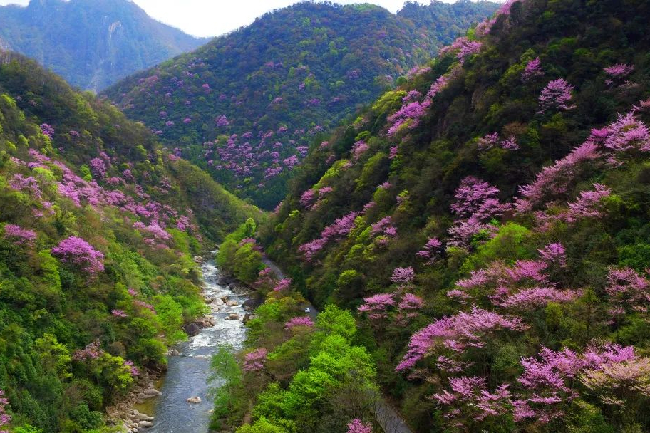 四川十大赏花地，是全国最大的野生紫荆花群，整个4月都是赏花期