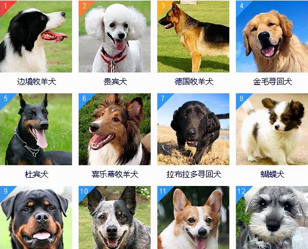 狗狗智商排行榜：全球公认最聪明的前八名犬种