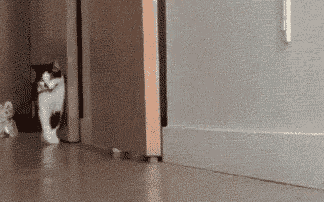 猫咪半夜蹦迪，如何友好地将TA请出卧室