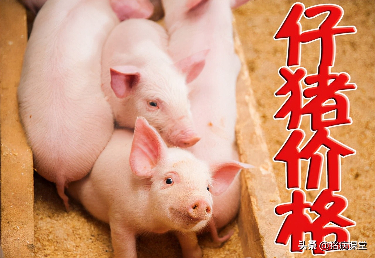 12月12日全国各地20-40斤仔猪价格预览及今日玉米、豆粕价格汇总