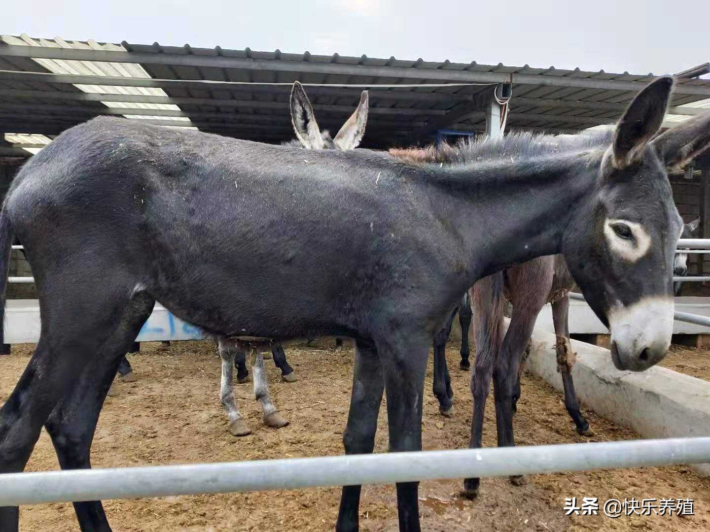 驴价格今日价表「辽宁今日活驴价格」