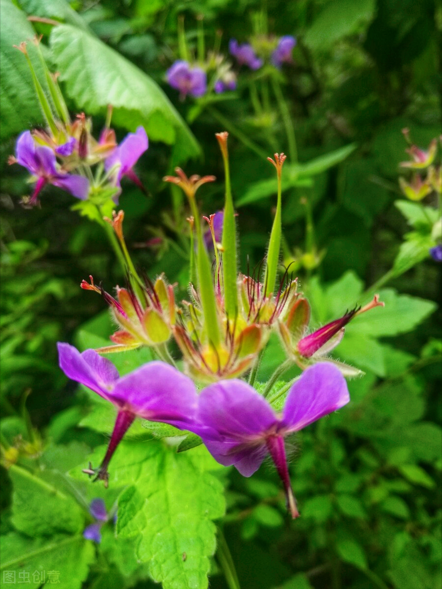 一花一深爱，花海美蓝天，花艳醉春光，花笑荡柔情，人间如仙境