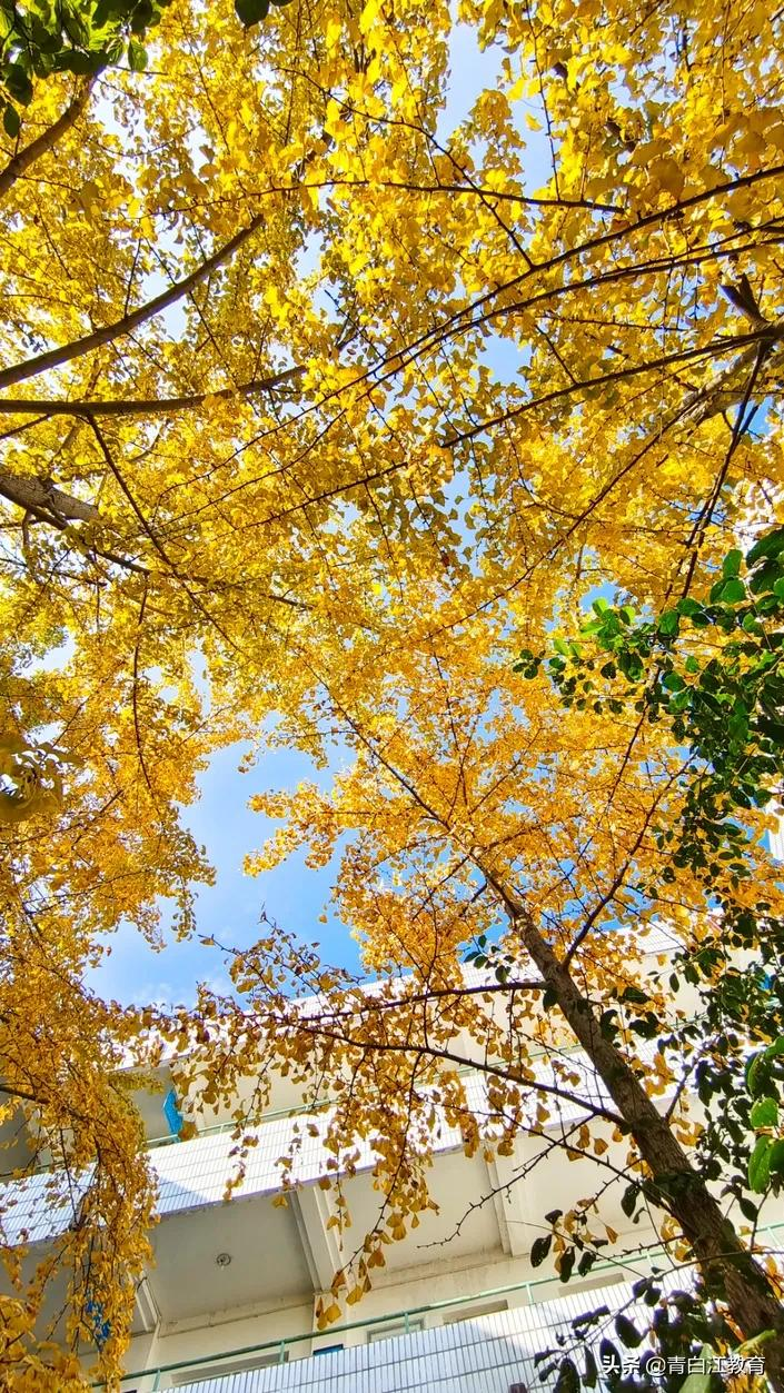 秋冬美图来袭① | 为你喜欢的校园美景投票吧