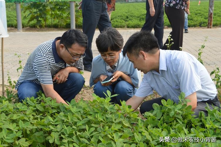 花生行距株距是多少（花生行距株距是多少一株几立种子）-第12张图片-科灵网