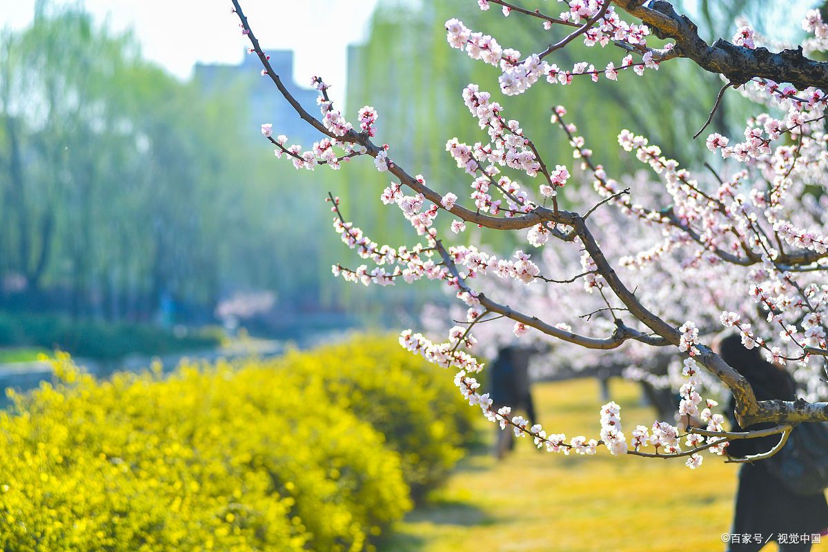 当唐诗宋词遇上春日美景,一起感受春天里的诗意美景