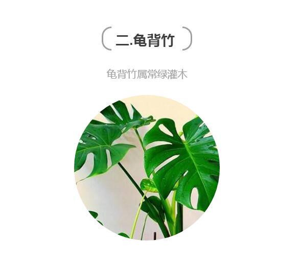 用这些植物打造家居杂志中的居家格调