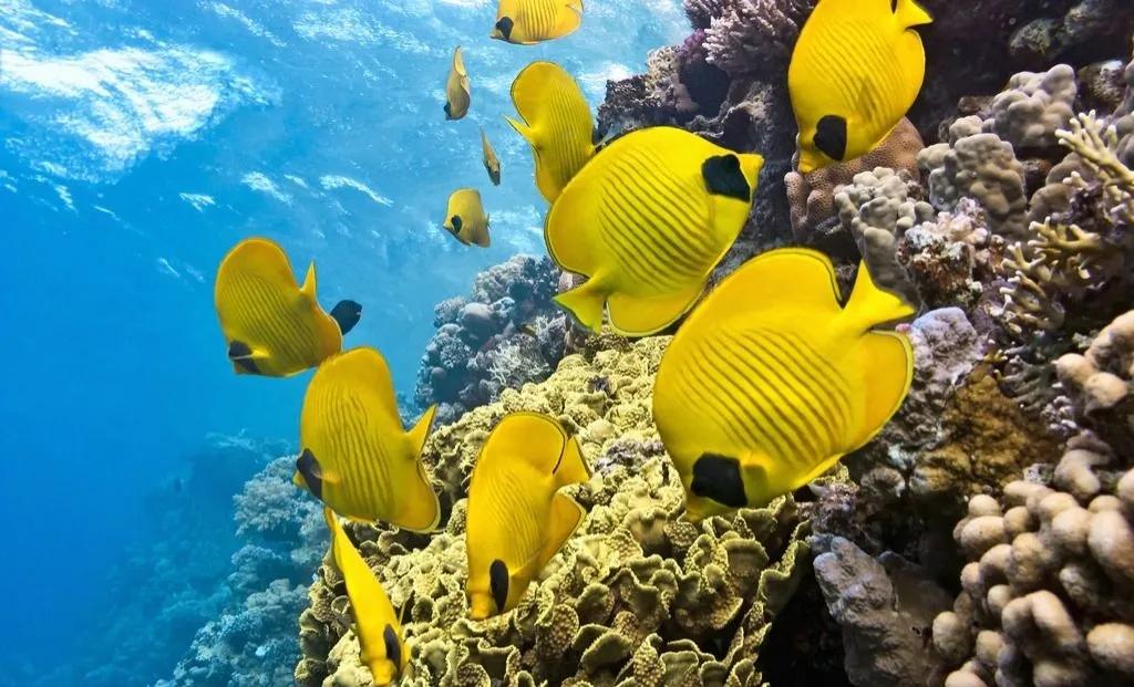 海洋中最美的精灵,各种惊爆眼球的鱼类美图欣赏