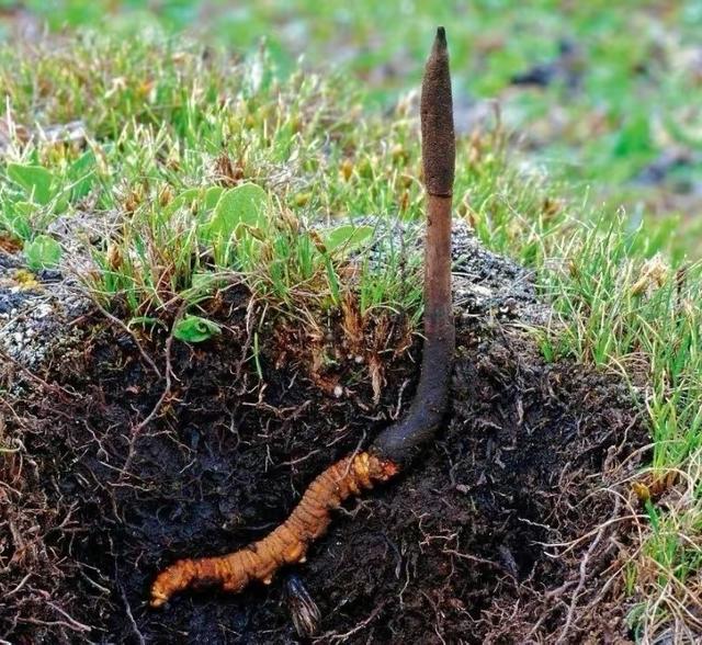 药用价值小于零,营养价值小于鸡蛋?