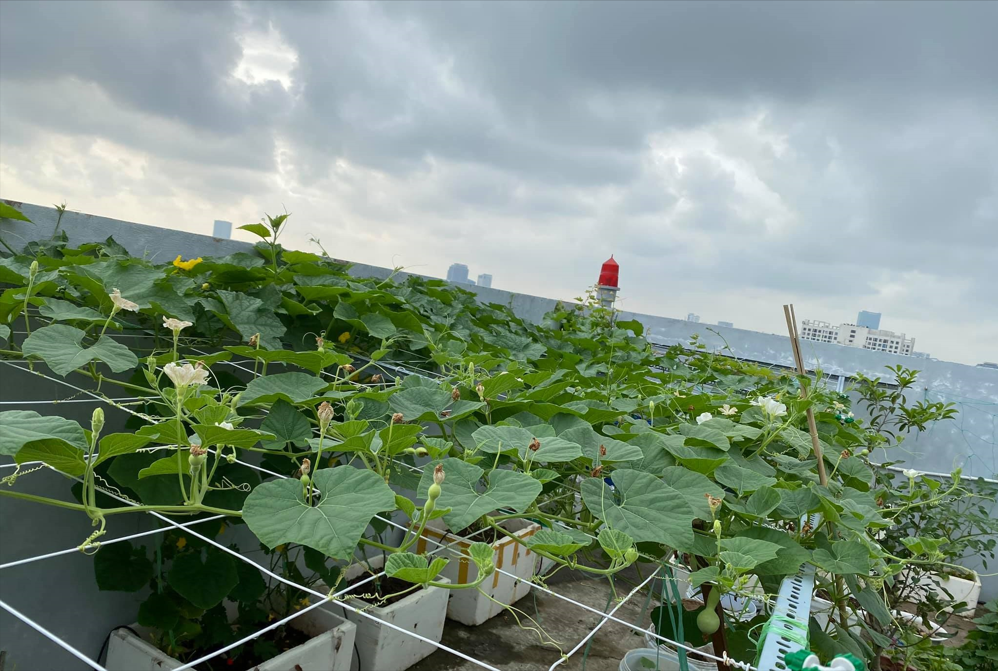 女厂长利用100平方米露台，投资3000块钱，种植了各种干净蔬菜