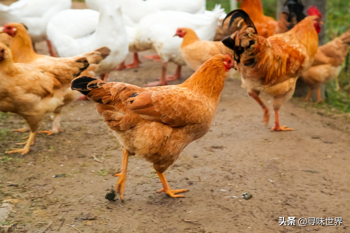 鲜鸡块图片大全(买鸡时,内行人专买散养土鸡,肉质紧实鲜嫩,看完涨知识