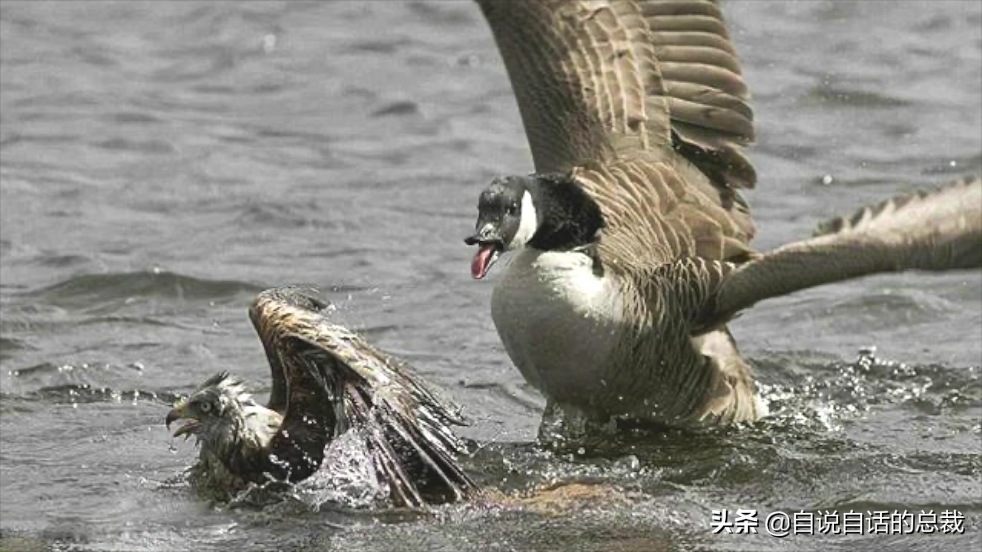 为什么动物都怕鹅？有鹅的地方没有蛇？大鹅的真实面貌超出你想象