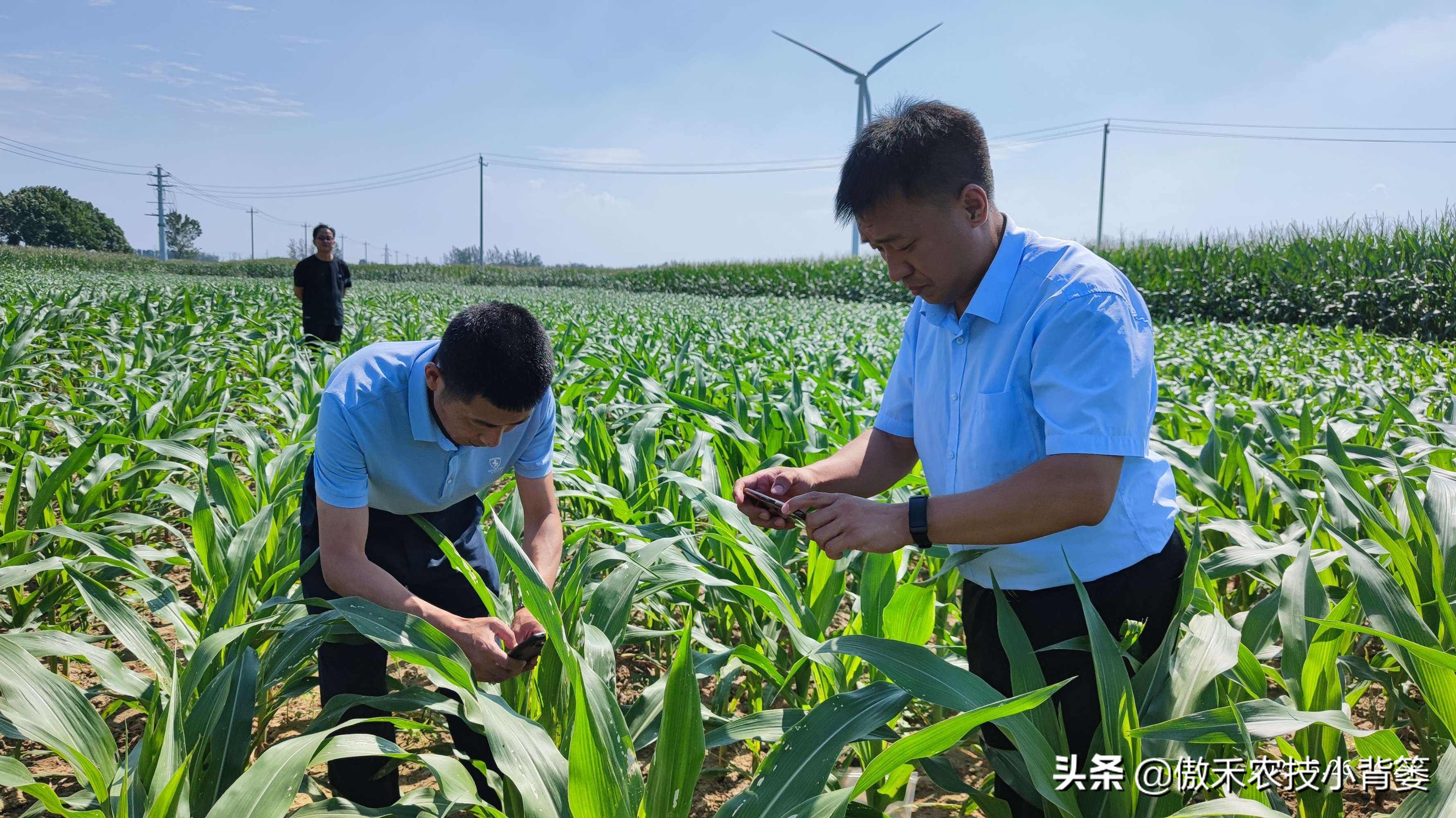 种植玉米的技术和方法（种玉米方法）-第9张图片-大连信息网