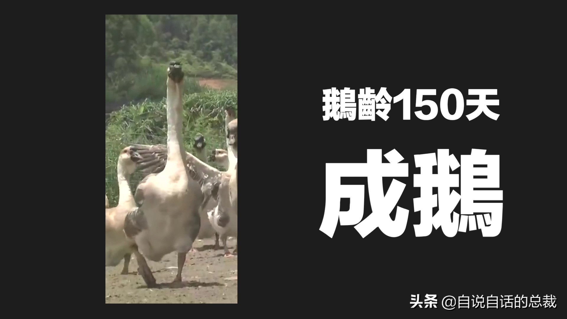 为什么动物都怕鹅？有鹅的地方没有蛇？大鹅的真实面貌超出你想象