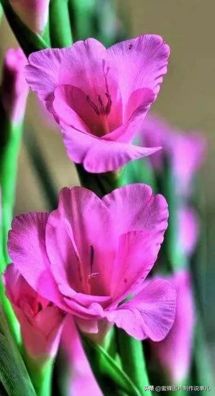 各种花卉植物，养在家里什么地方合适