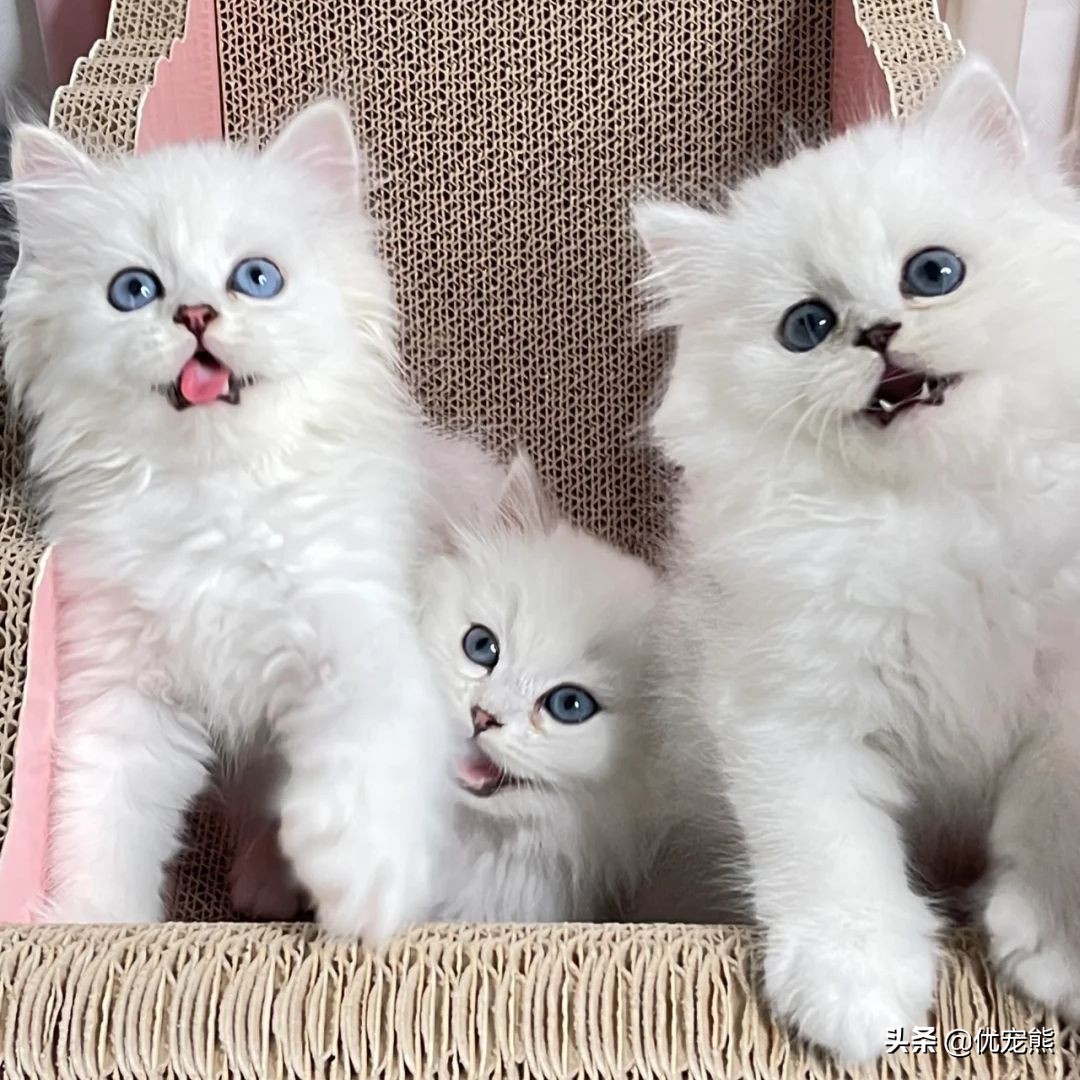 花多少钱买金吉拉最划算