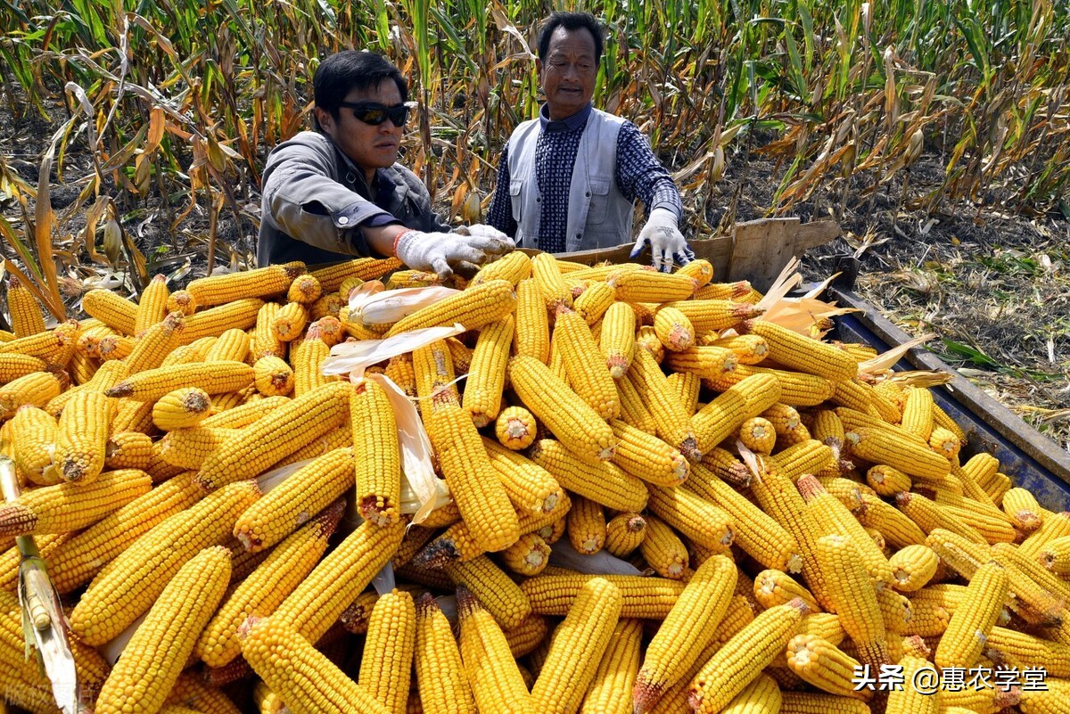 干玉米现在多少钱一斤？2022年3月干玉米价格行情走势预测