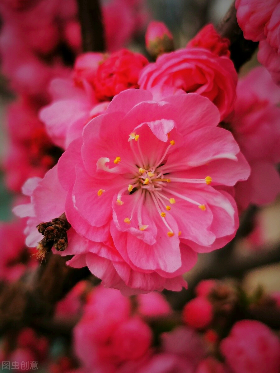 一花一世界，万里春风花盛开，十亩花海最深爱，四季喜乐又长安