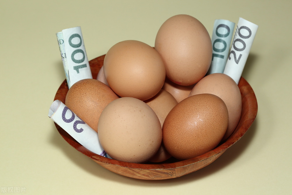 青岛淘汰蛋鸡价格行情今日报价「今日山东淘汰蛋鸡价格」