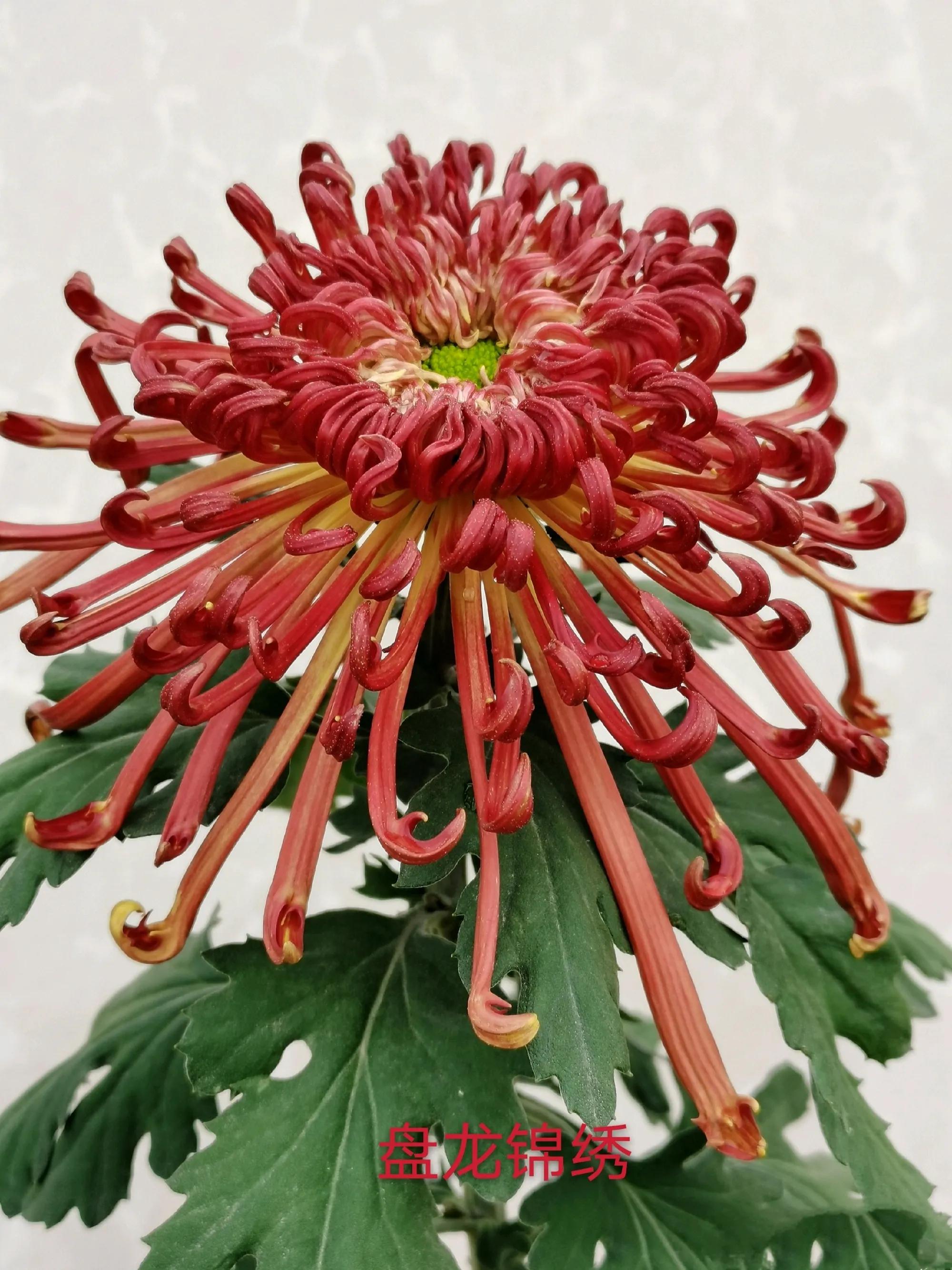 75个菊花品种全开花了,不一样的美!有没有惊艳到你?