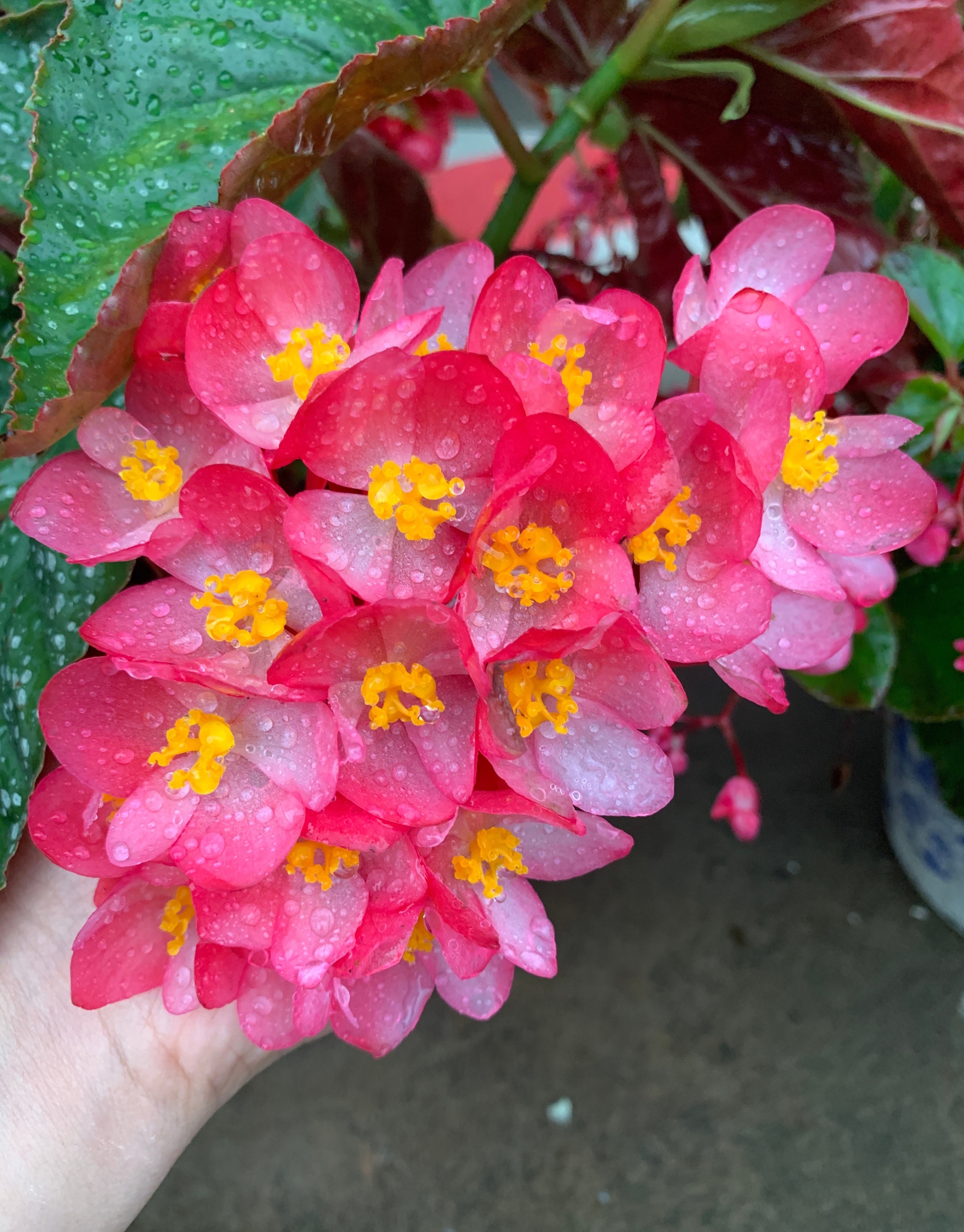 竹节秋海棠(竹节秋海棠的养殖方法和注意事项)