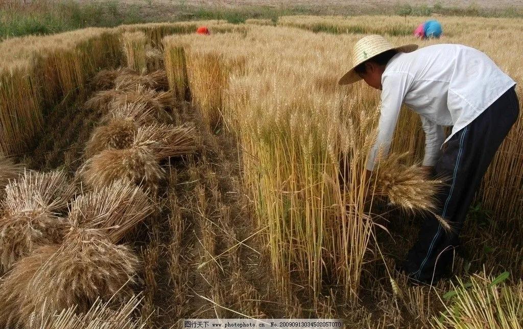 五首咏夏天美景的古诗欣赏