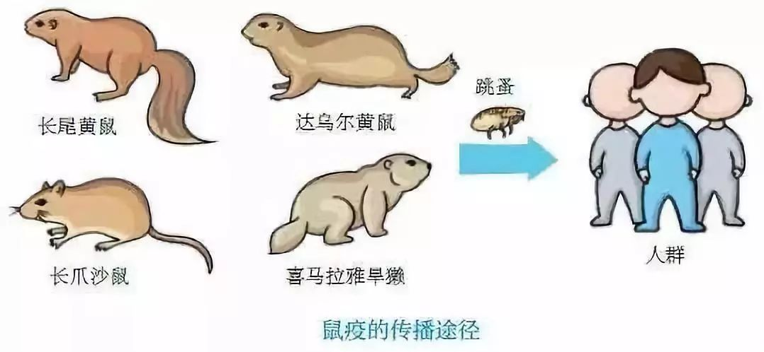 草莓导致「出血热」？西安草莓还能吃吗？