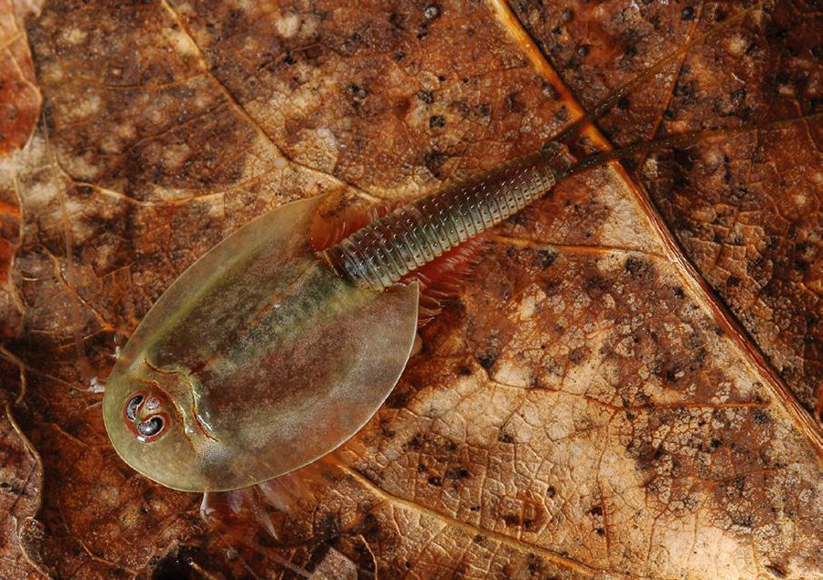 俗称"三眼恐龙虾",中国仅发现1种