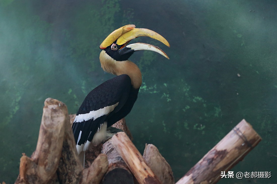 头上长有双角的大鸟 天天看点