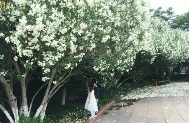 11ͷţĪ��������������׼�����ȫ�������Ϊ�ι�԰�������ֲ��