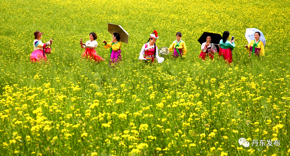 丹东这一地儿入选全国十大赏樱地！赏花攻略提前收藏