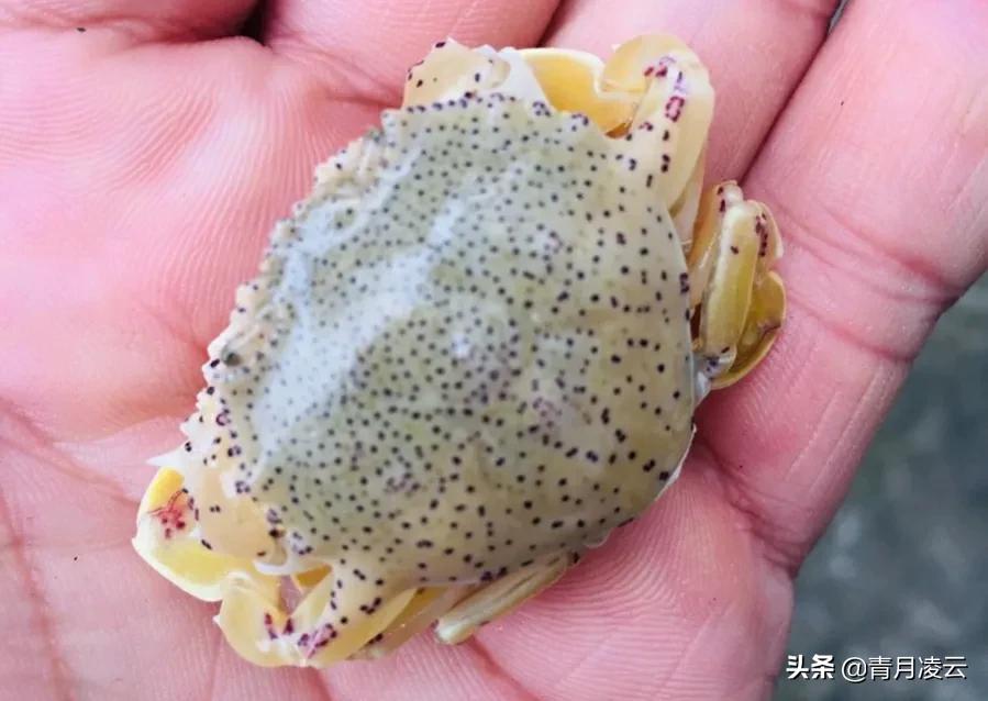 沙蟹图片(海边常见蟹类图鉴) - 赤虎壹号