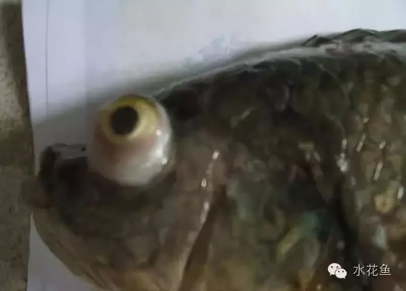 鱼类眼科病——鱼类鼓眼病与鱼复口吸虫病、白内障病及其研究渊源