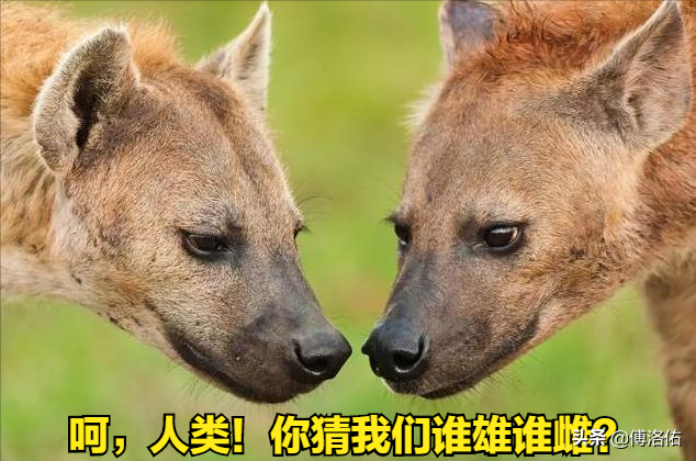 怪哉！掏肛之王斑鬣狗并非雌雄同体，雌兽身上的“丁丁”是假货