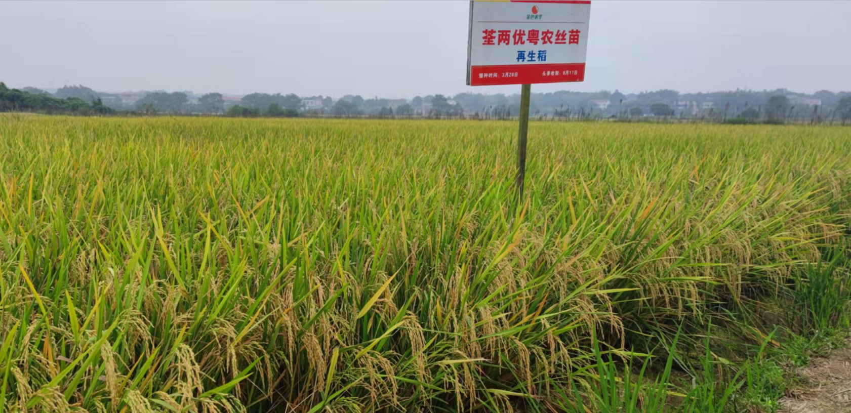 荃能稻·荃两优粤农丝苗—再生稻栽培技术指导