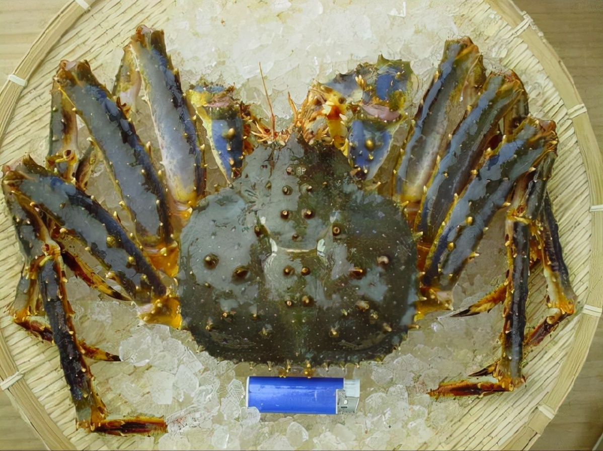 到日本必吃的饕餮美味——螃蟹!详解日本六大名蟹